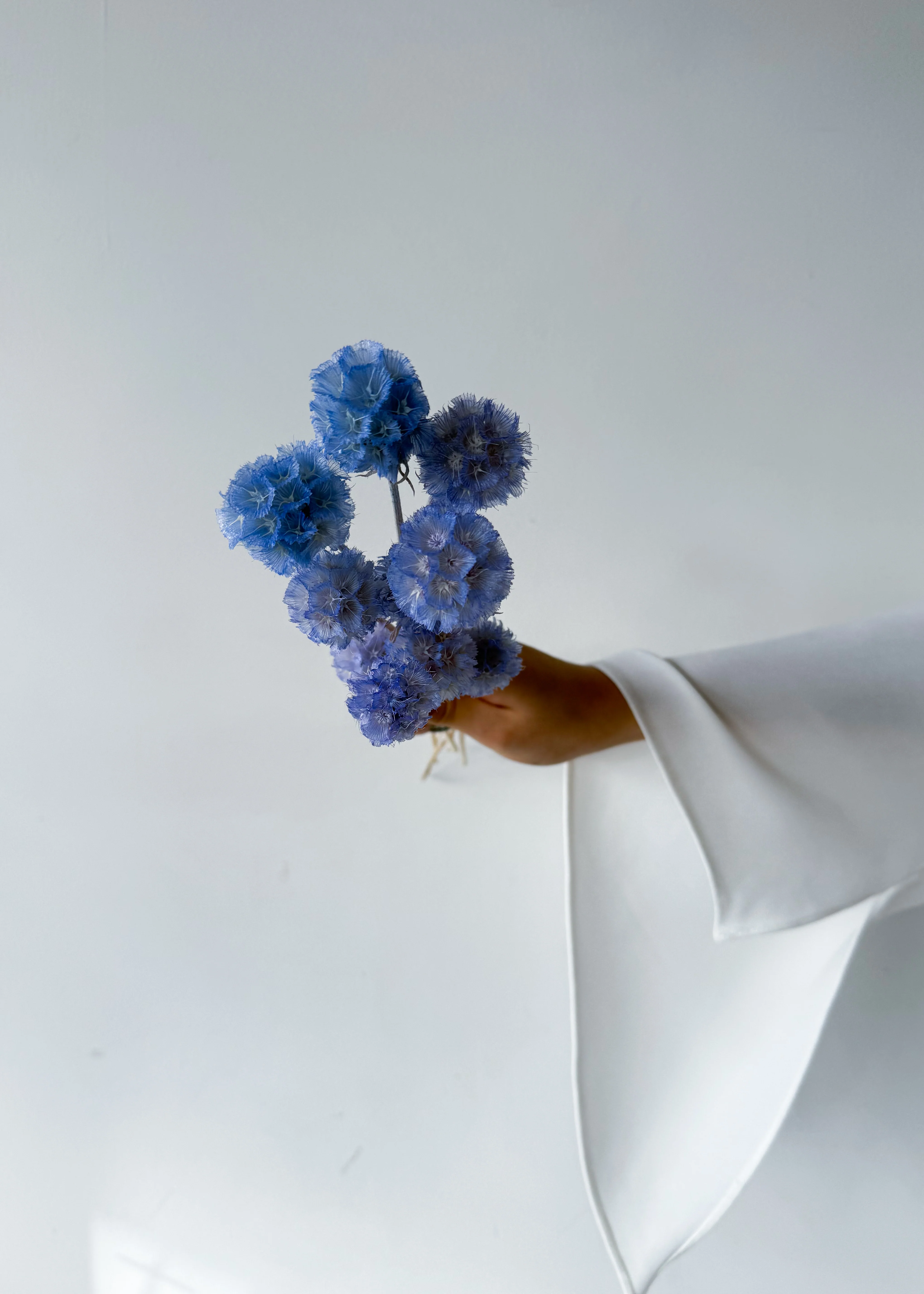 PRESERVED SCABIOSA | SKY BLUE - Image 7