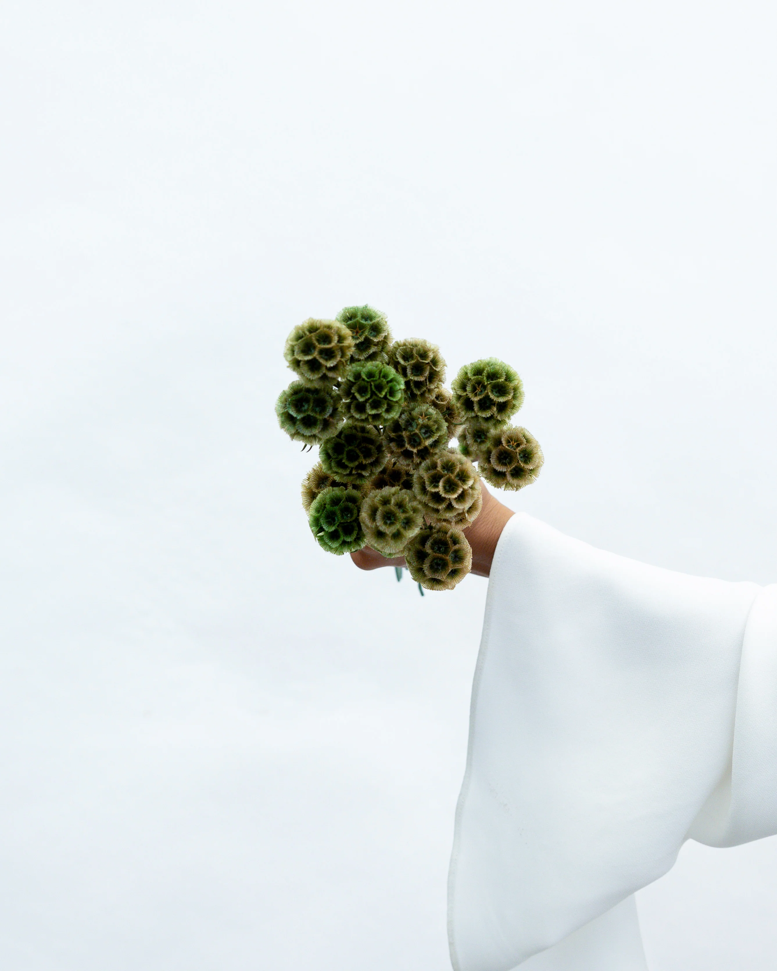 PRESERVED SCABIOSA | OLIVE GREEN