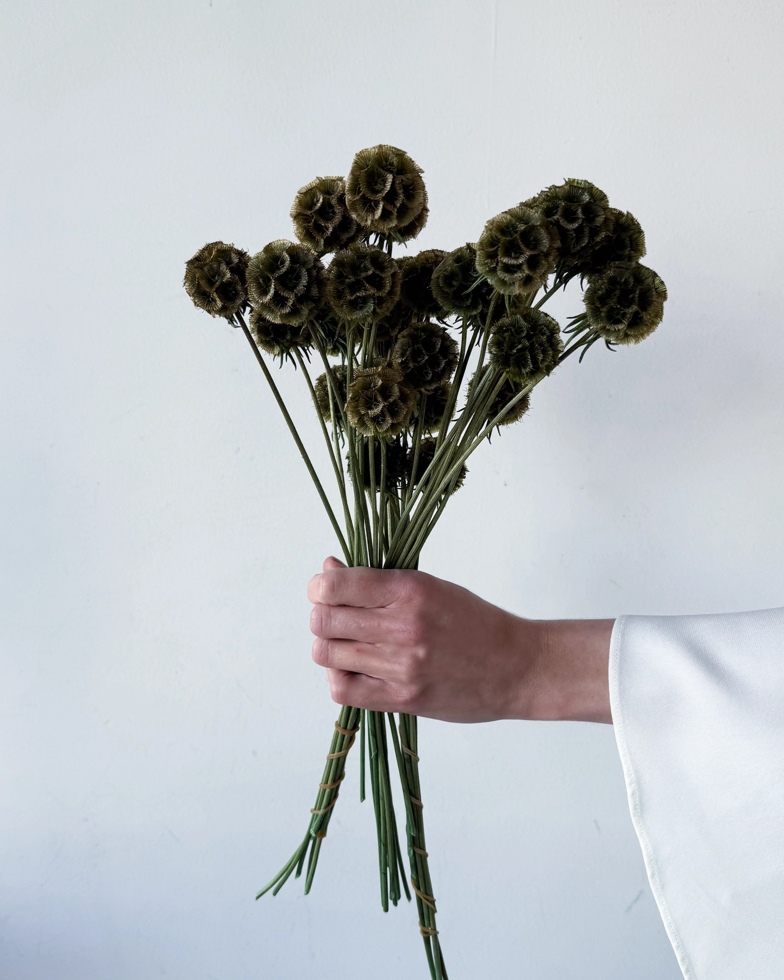PRESERVED SCABIOSA | OLIVE GREEN - Image 6
