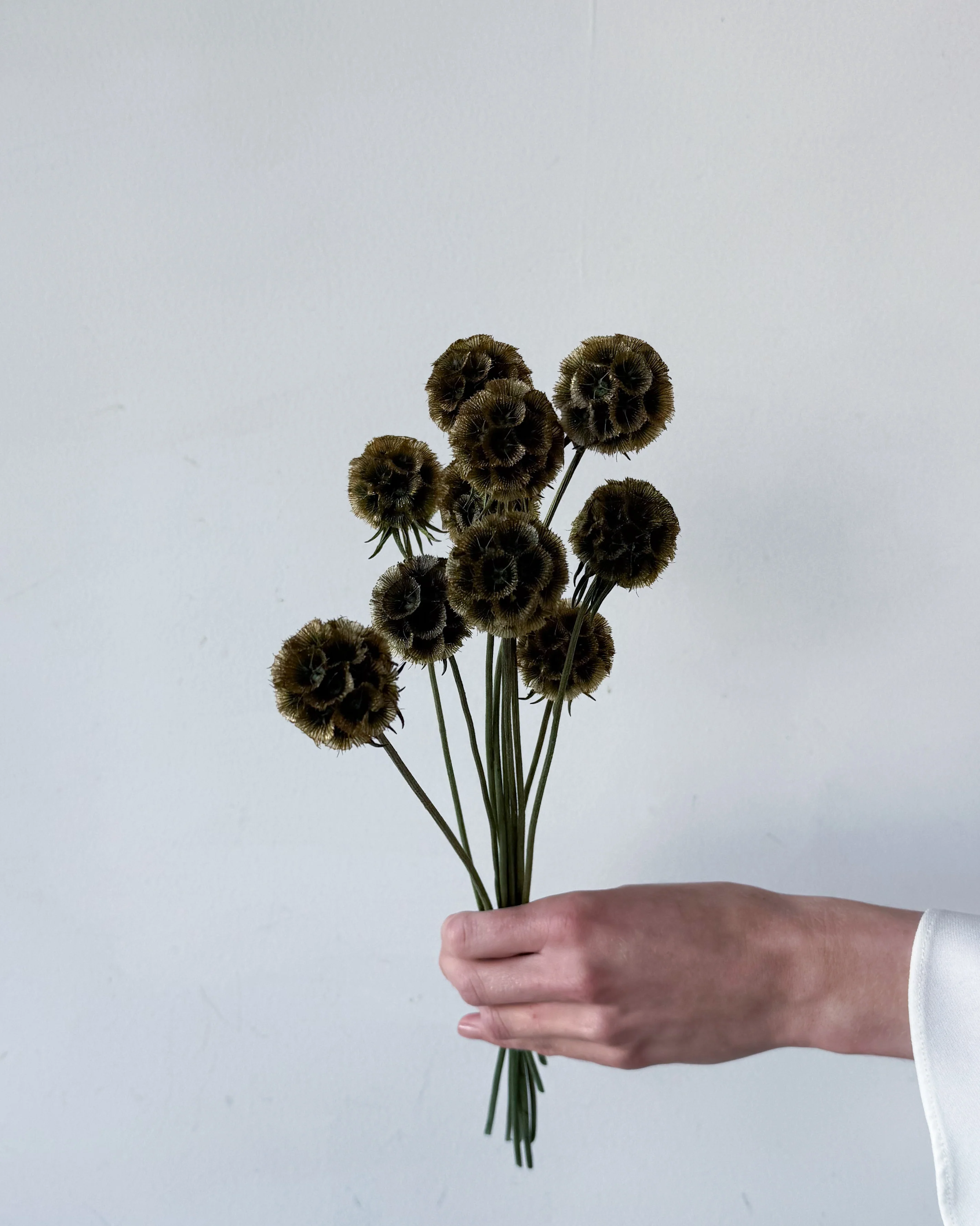PRESERVED SCABIOSA | OLIVE GREEN - Image 7