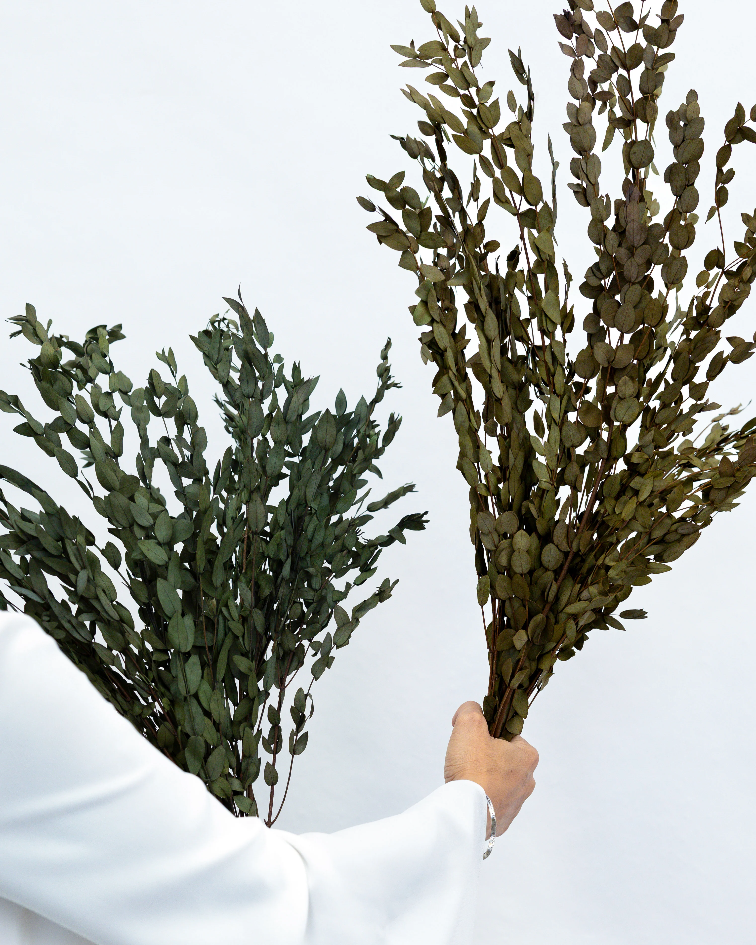 PRESERVED SMALL-LEAF GUM | OLIVE GREEN - Image 4