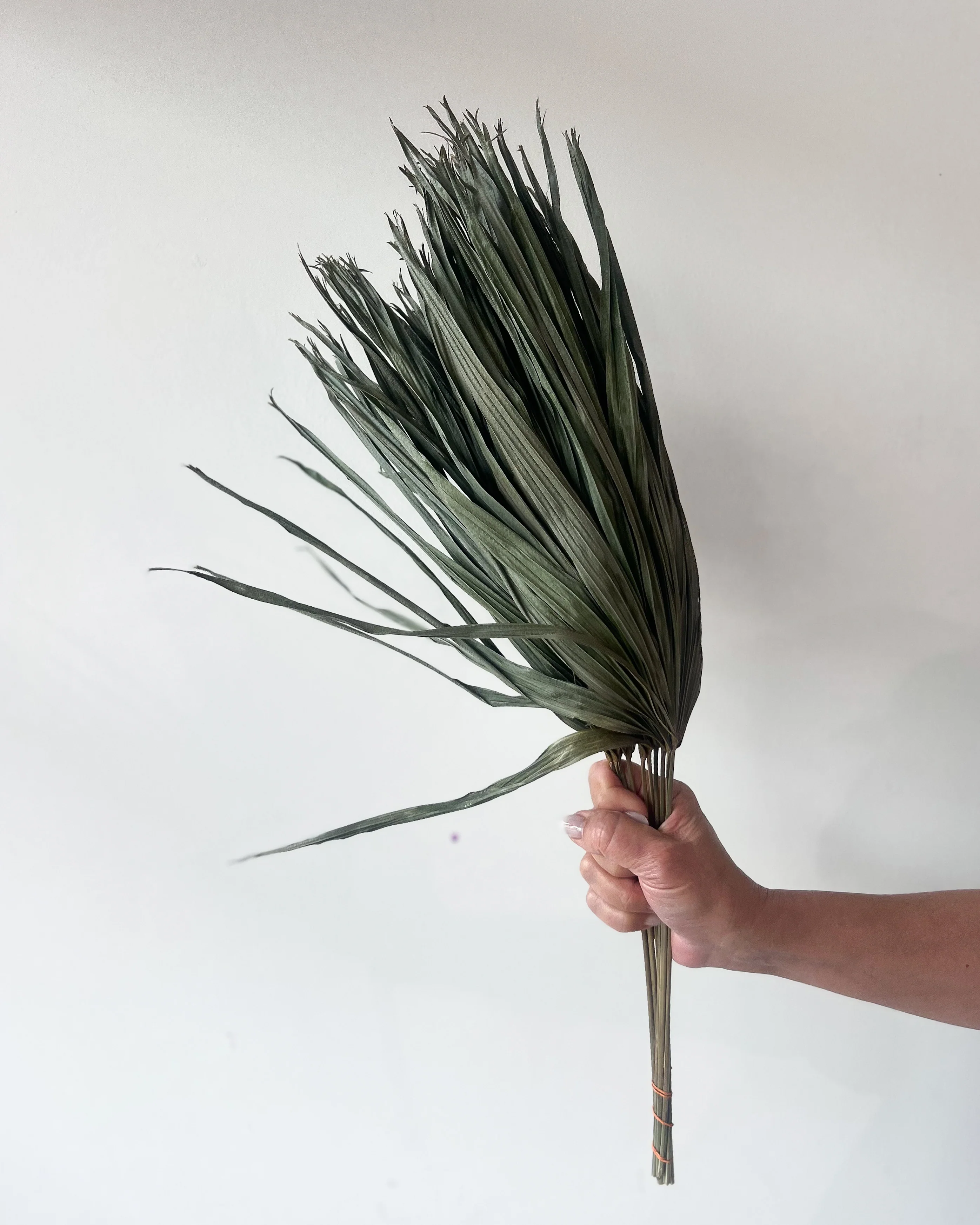 DRIED PALMS | NATURAL - Image 2
