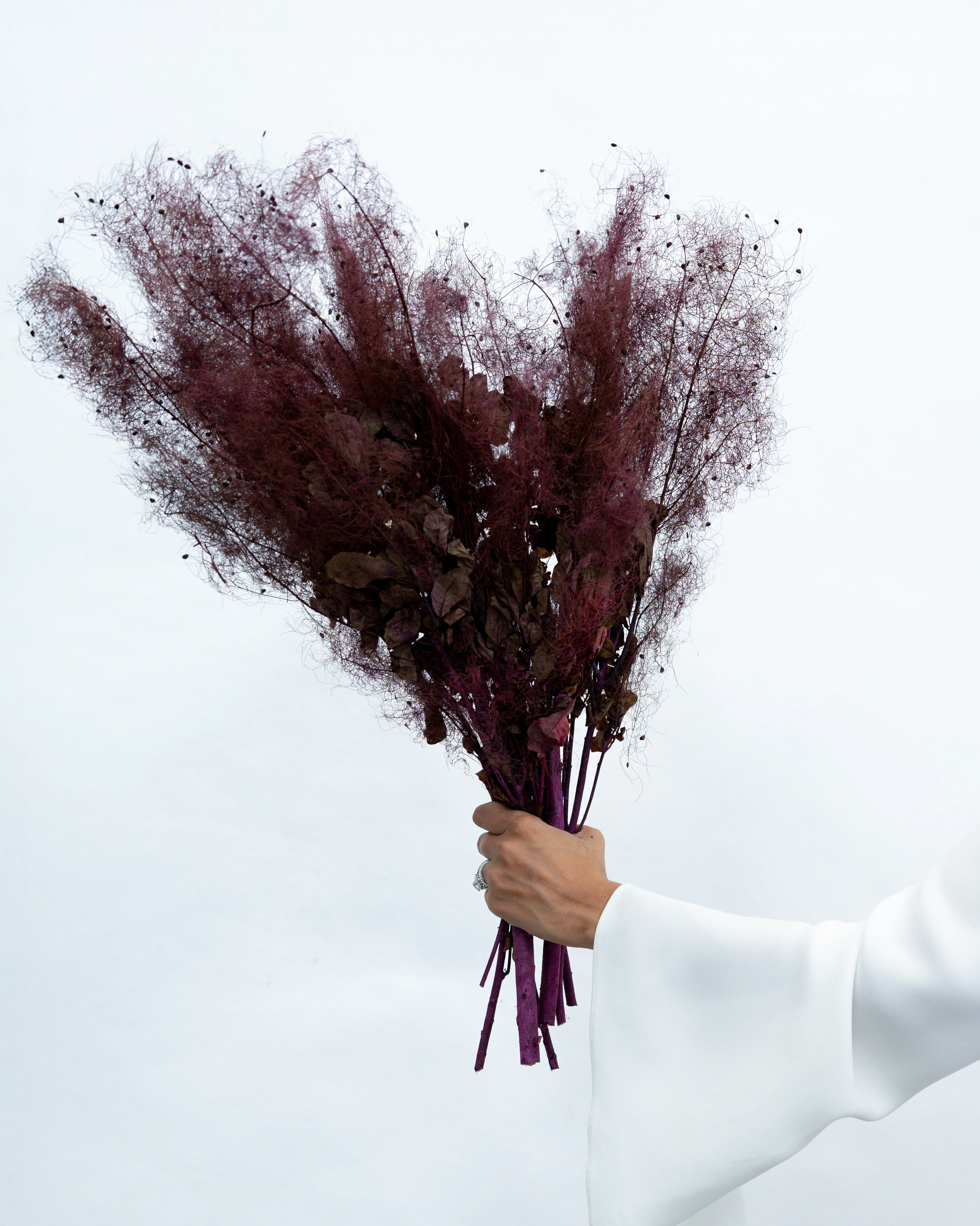 PRESERVED SMOKEBUSH