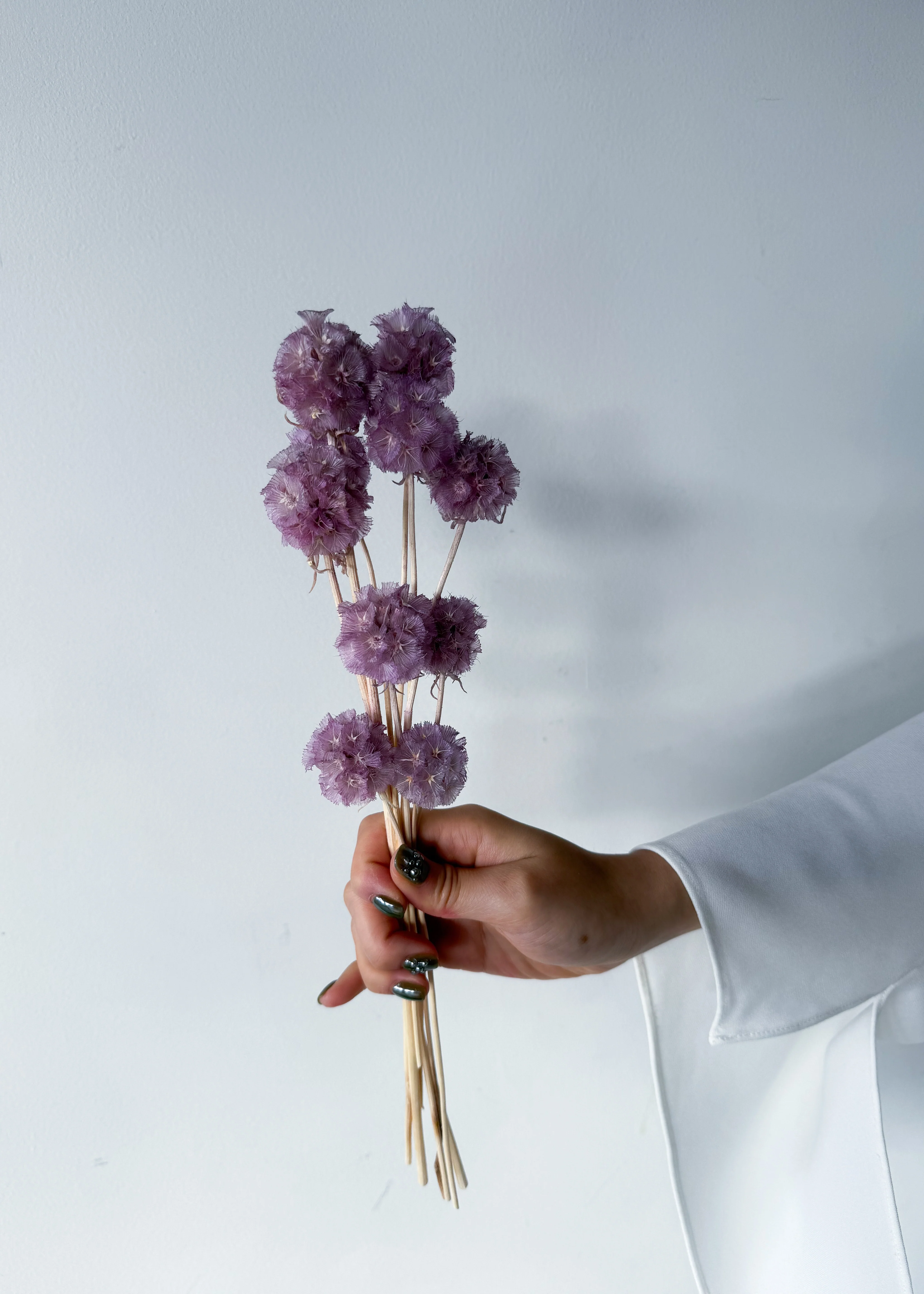 PRESERVED SCABIOSA | LILAC - Image 4