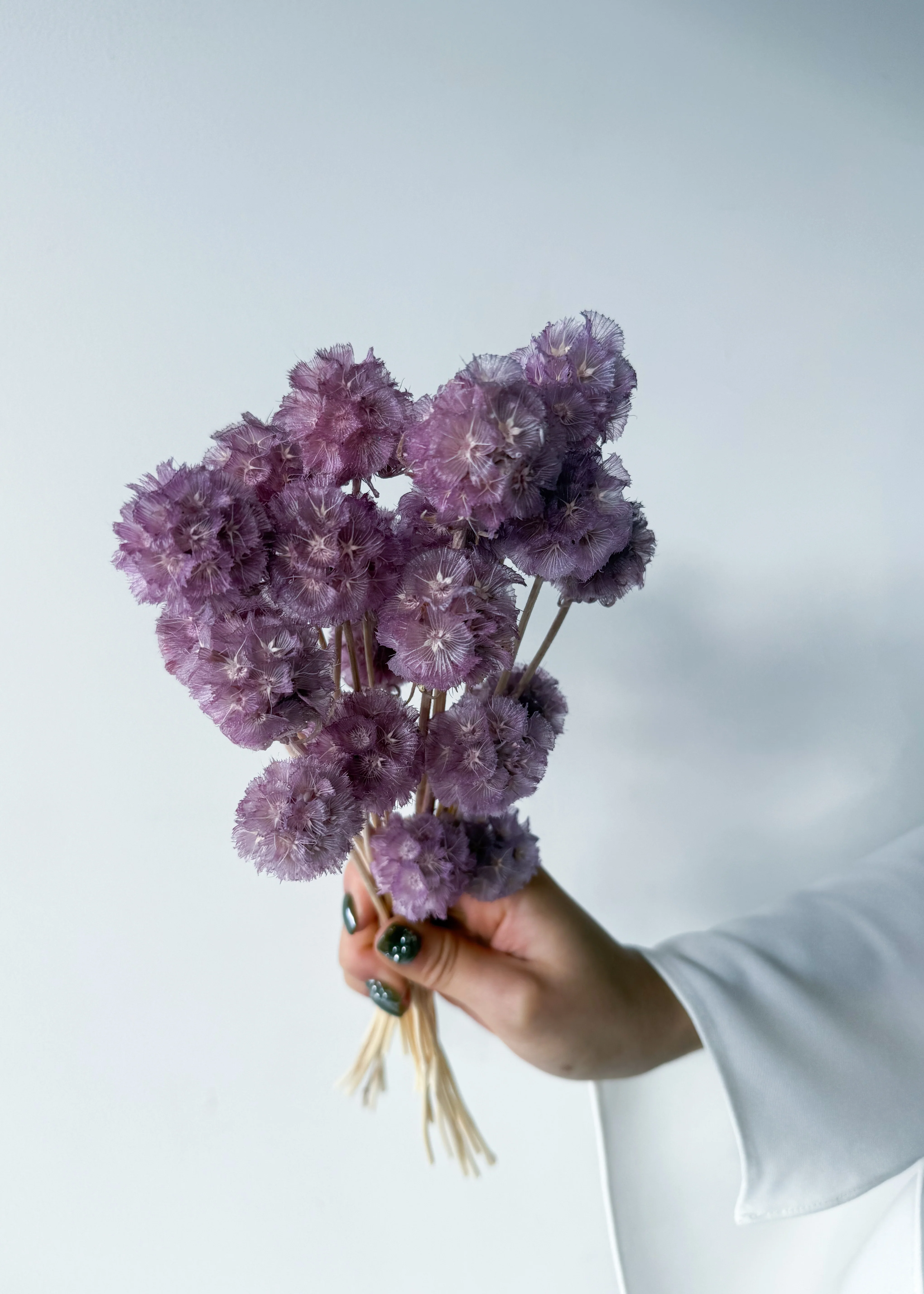 PRESERVED SCABIOSA | LILAC - Image 7